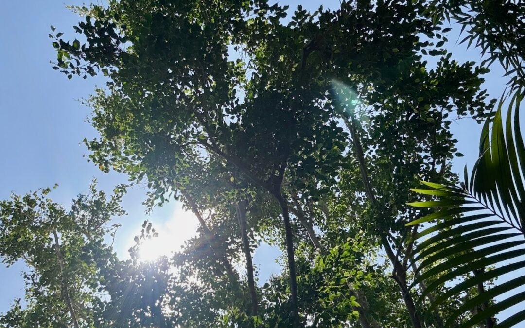 Summer Solstice Wellness: Living in Harmony with Nature’s Peak Energy