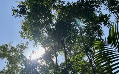 Summer Solstice Wellness: Living in Harmony with Nature’s Peak Energy