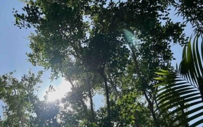 Summer Solstice Wellness: Living in Harmony with Nature’s Peak Energy