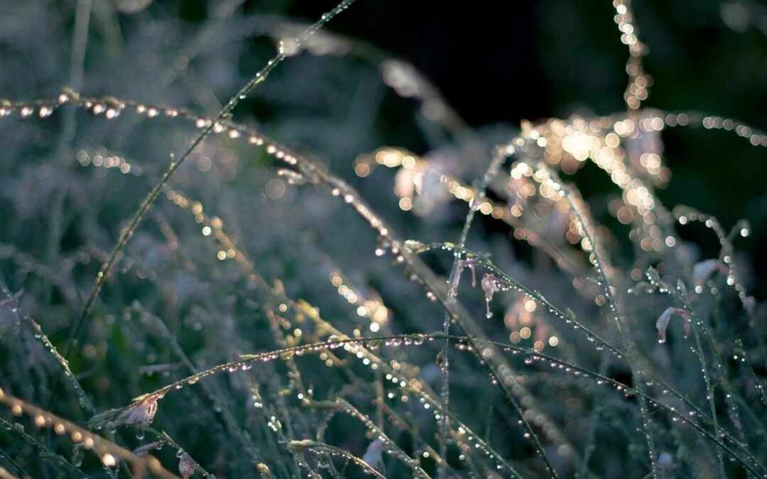 White Dew